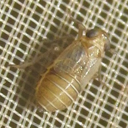 Pastiroma clypeata